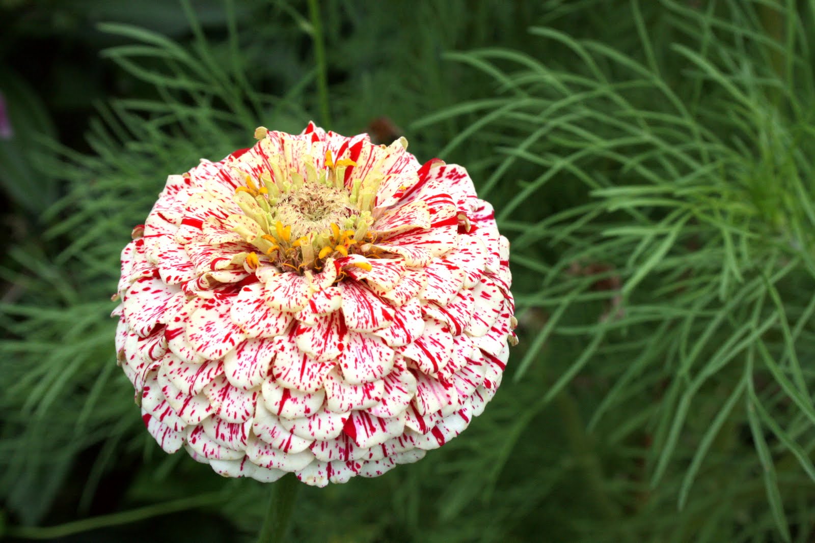Candy Cane Zinnia